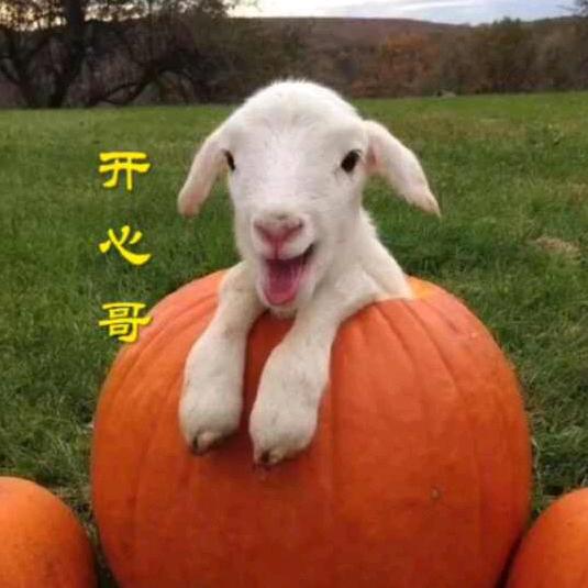 开心哥搞笑配音