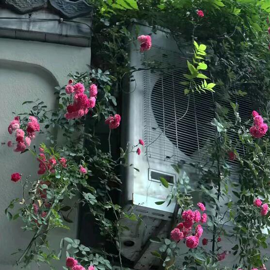 ♡̷ ₍ᐢ....ᐢ₎♡