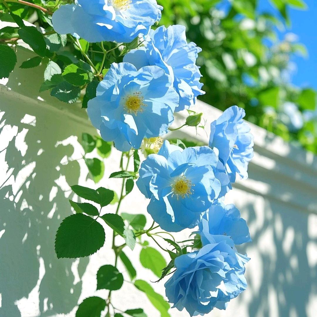꧁小助理 블루 ℡꧂