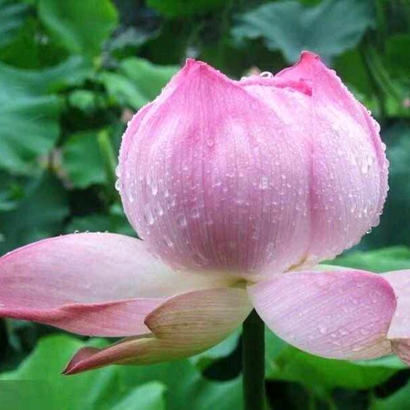 莲花上的小水滴