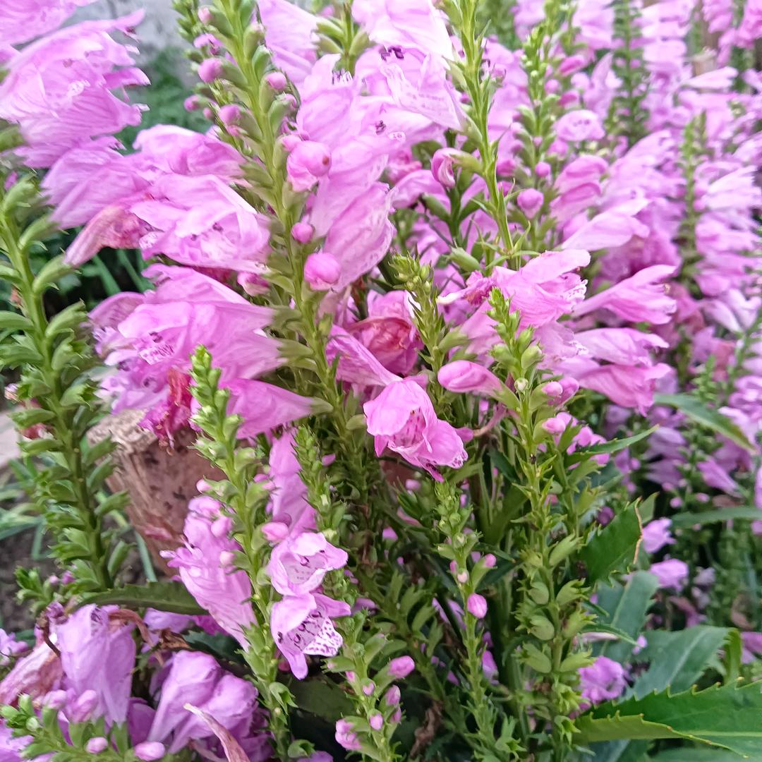 真快乐🍓🌷🌺高兰