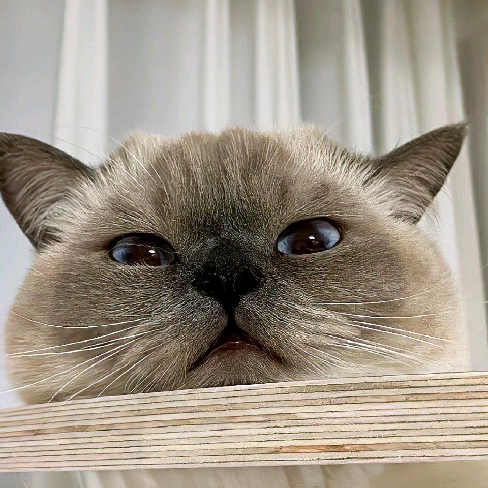 草莓招了