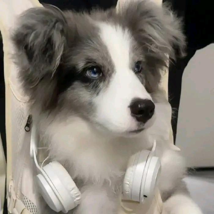 嗨嗨犬业