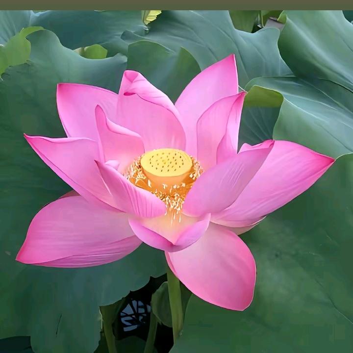 飘扬的心