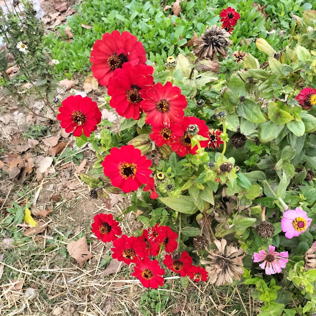农村宝妈
