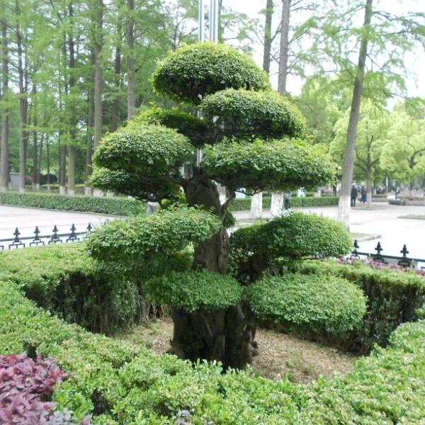 京山林源对节白蜡盆景