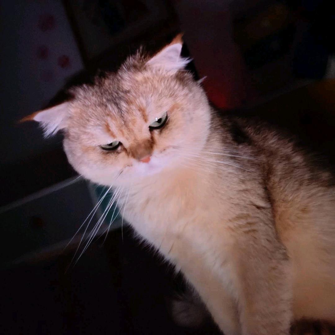 元宝♀马