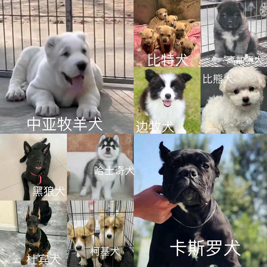养犬的小许