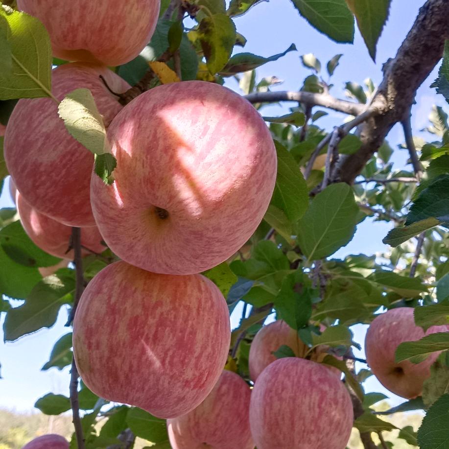 笑傲江湖一剪刀…✂
