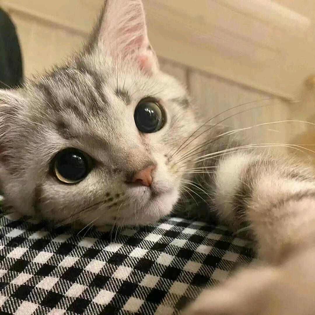 清逸.