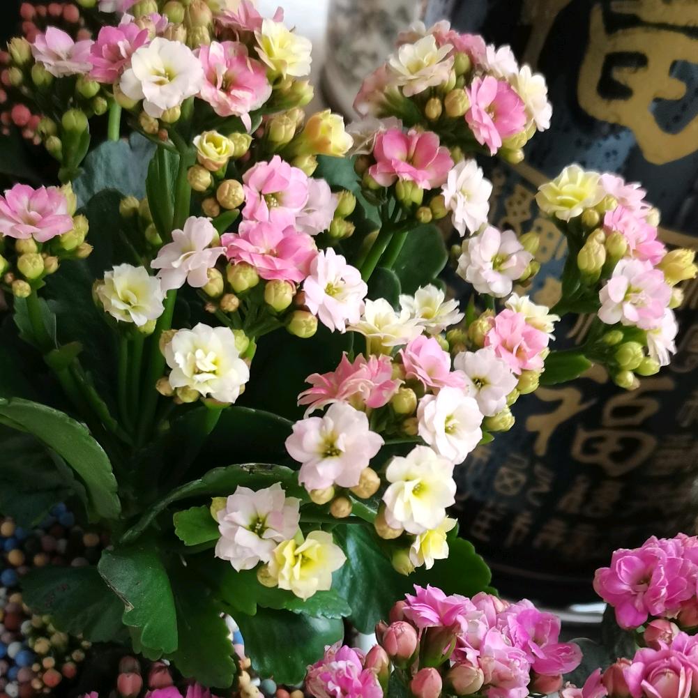 安然.健康.天赐吉运.会发财