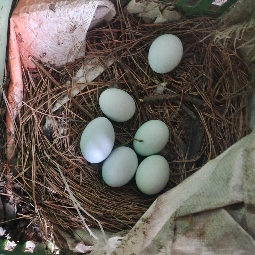 《紫荆关》山养柴鸡蛋.大公鸡