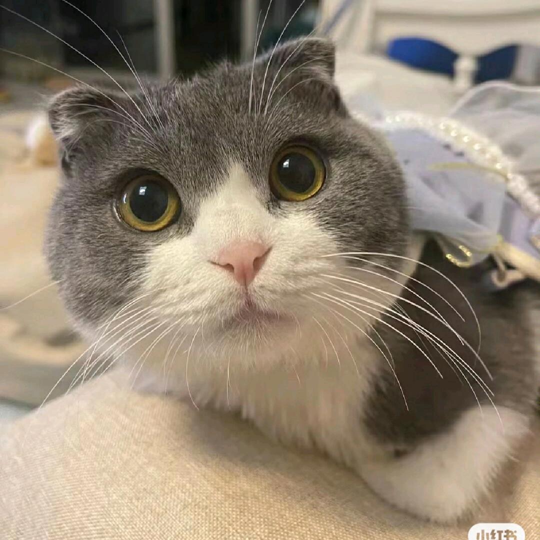 蓝小胖🐱