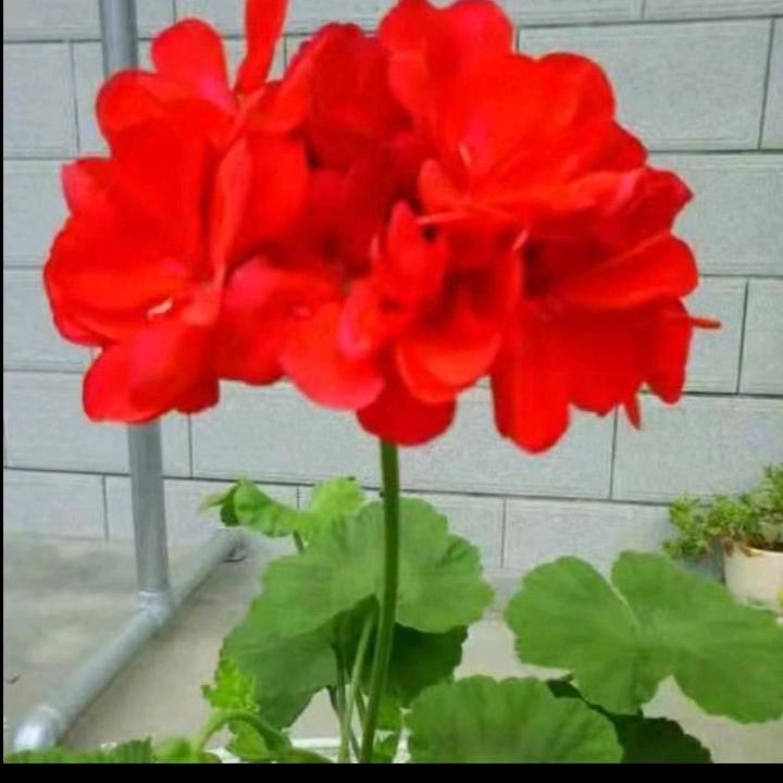 ❤️春暖花开❤️