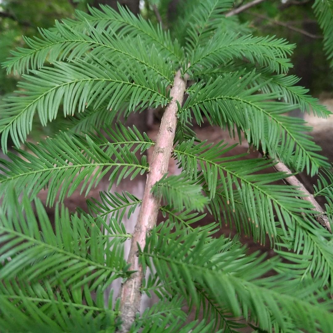 高四姐欢迎粉丝们