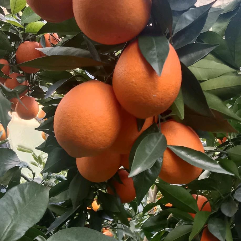 诚信橙缘❤️❤️❤️