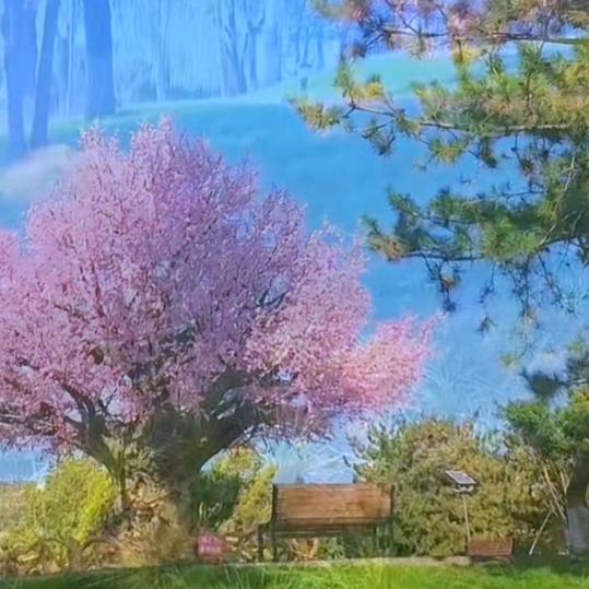 山菊