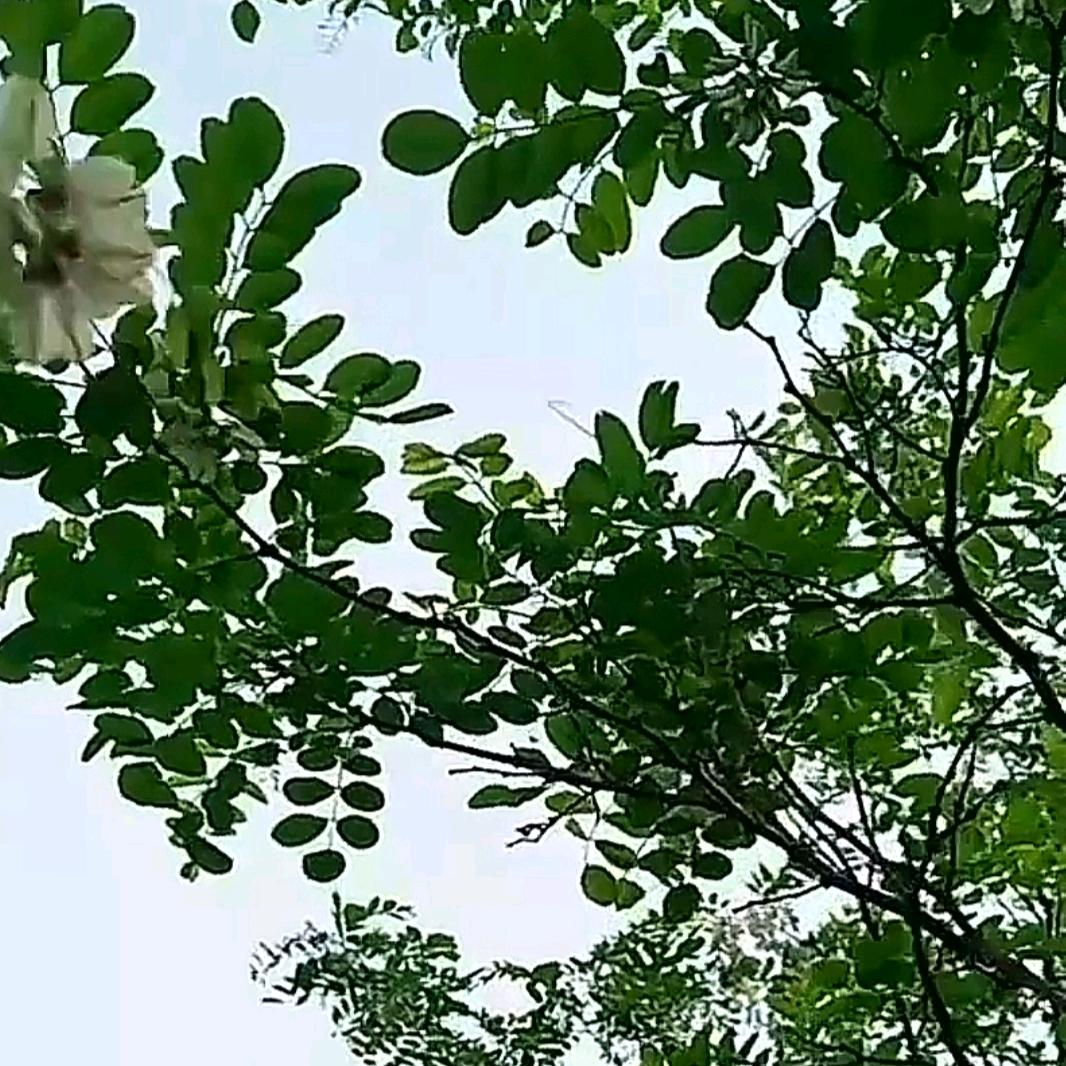 晋始晋终4.26