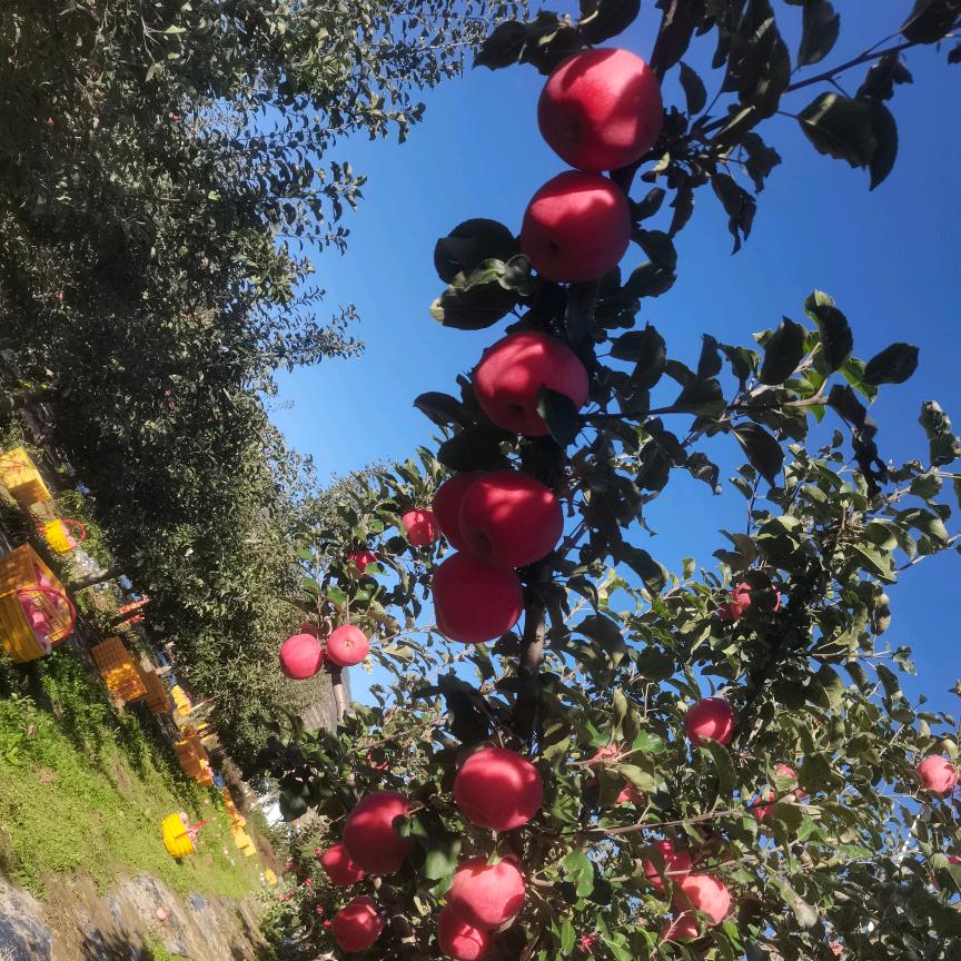 甘肃小苹果
