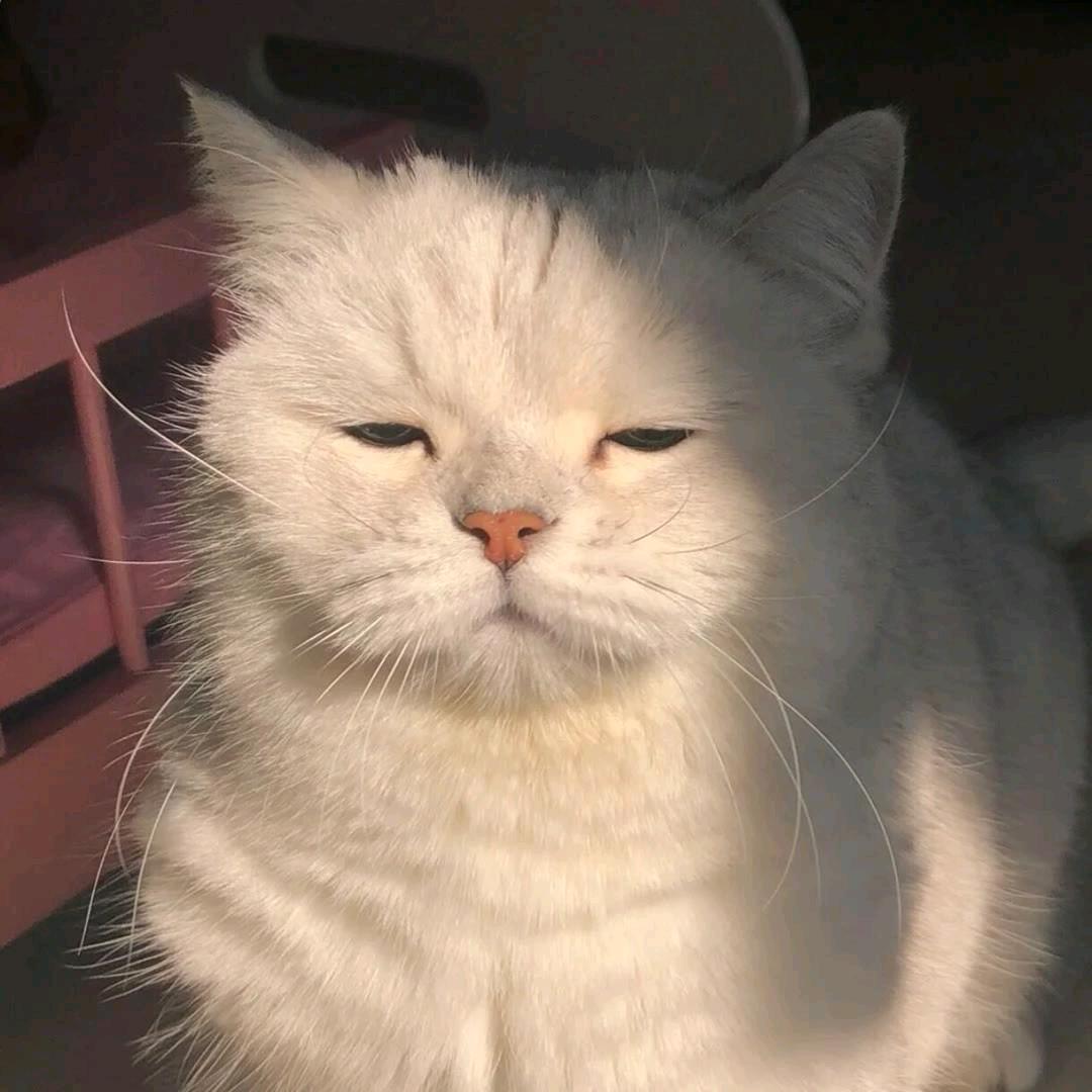 谢凌霄