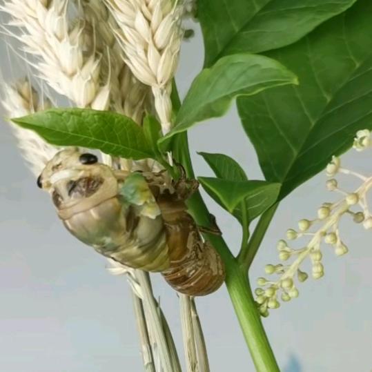 921👩‍❤️‍💋‍👨睡睡平安