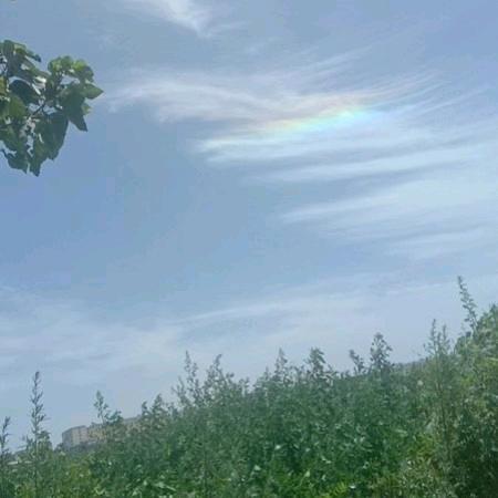 葬心花田畔