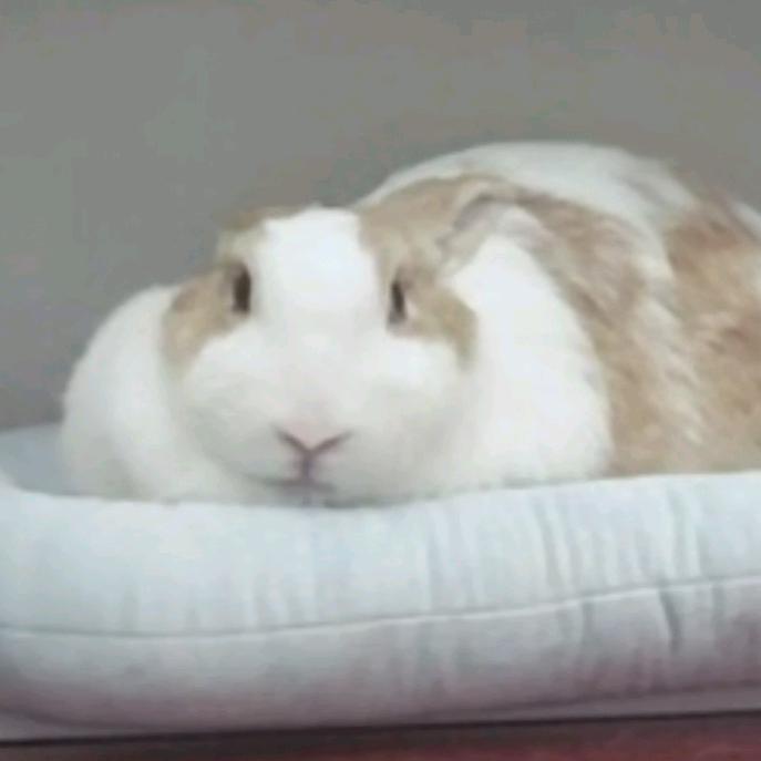 大家好我是松鼠