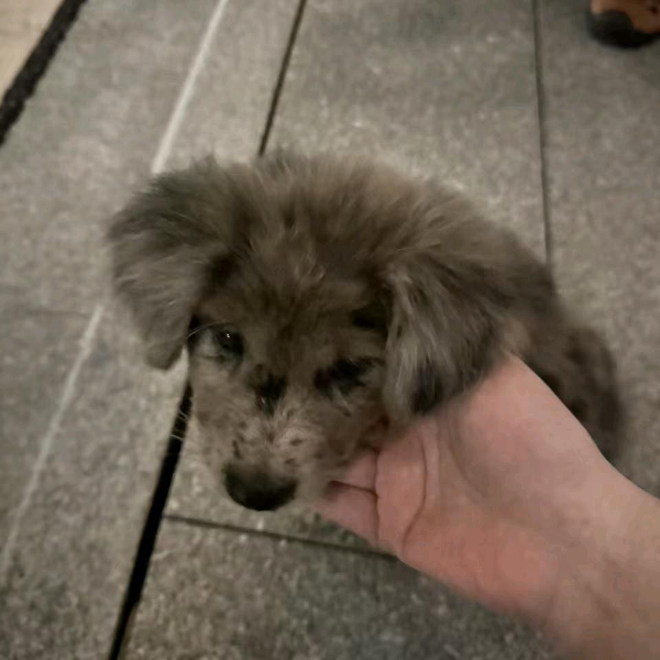 六六的二百