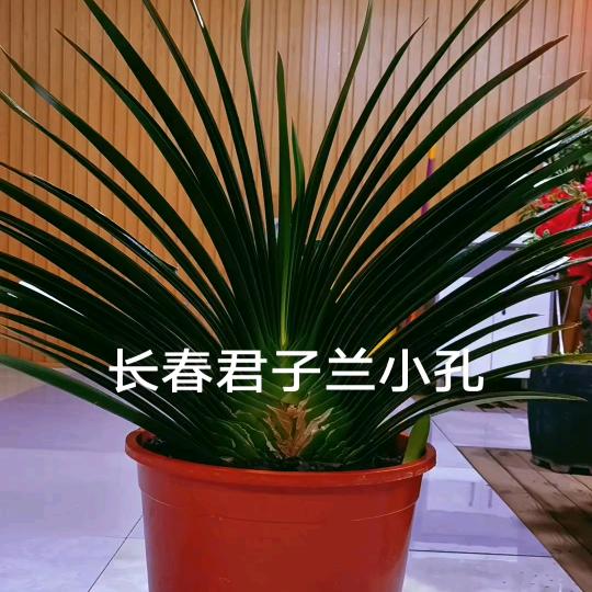 长春君子兰小孔