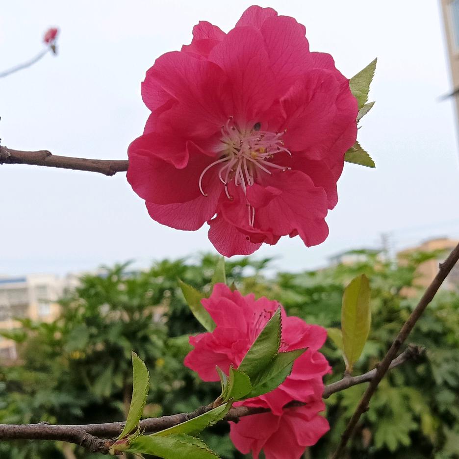 飘雪花