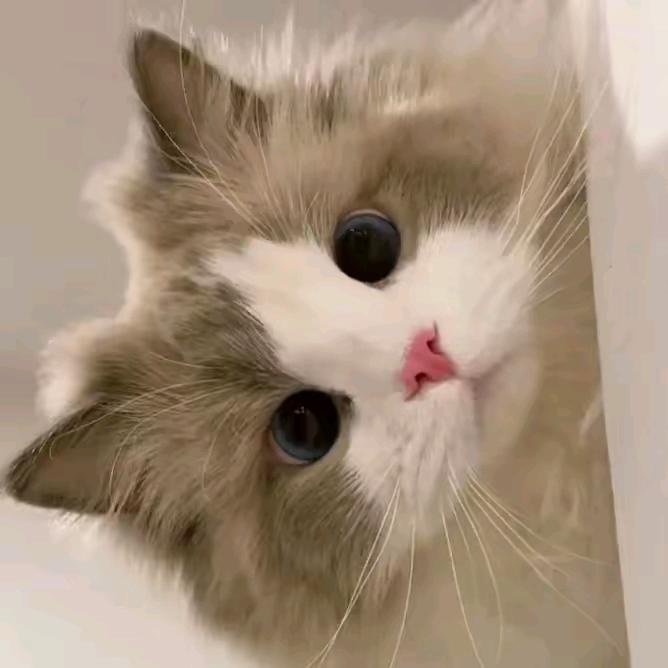 真好看