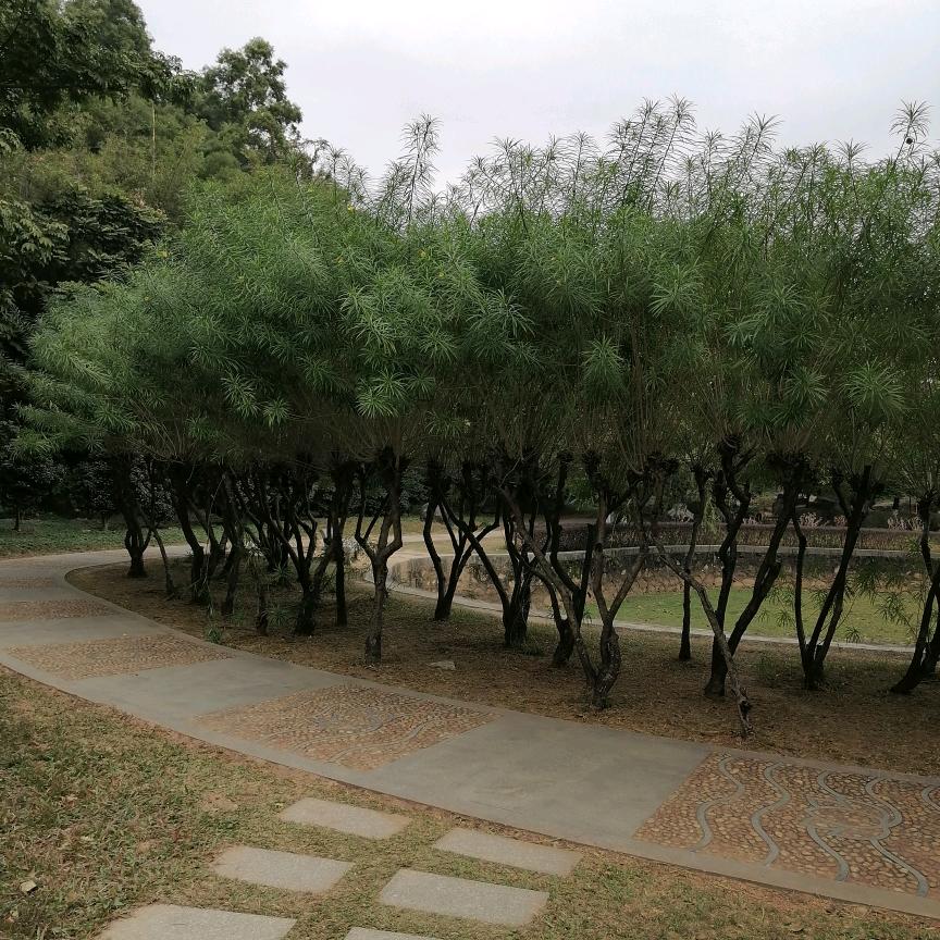花花草草