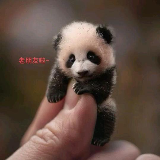 予诺藩梵