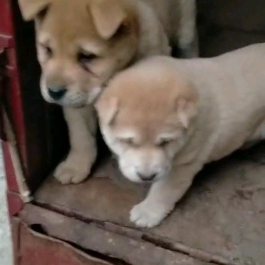 小🍉沙🍉牛🍉