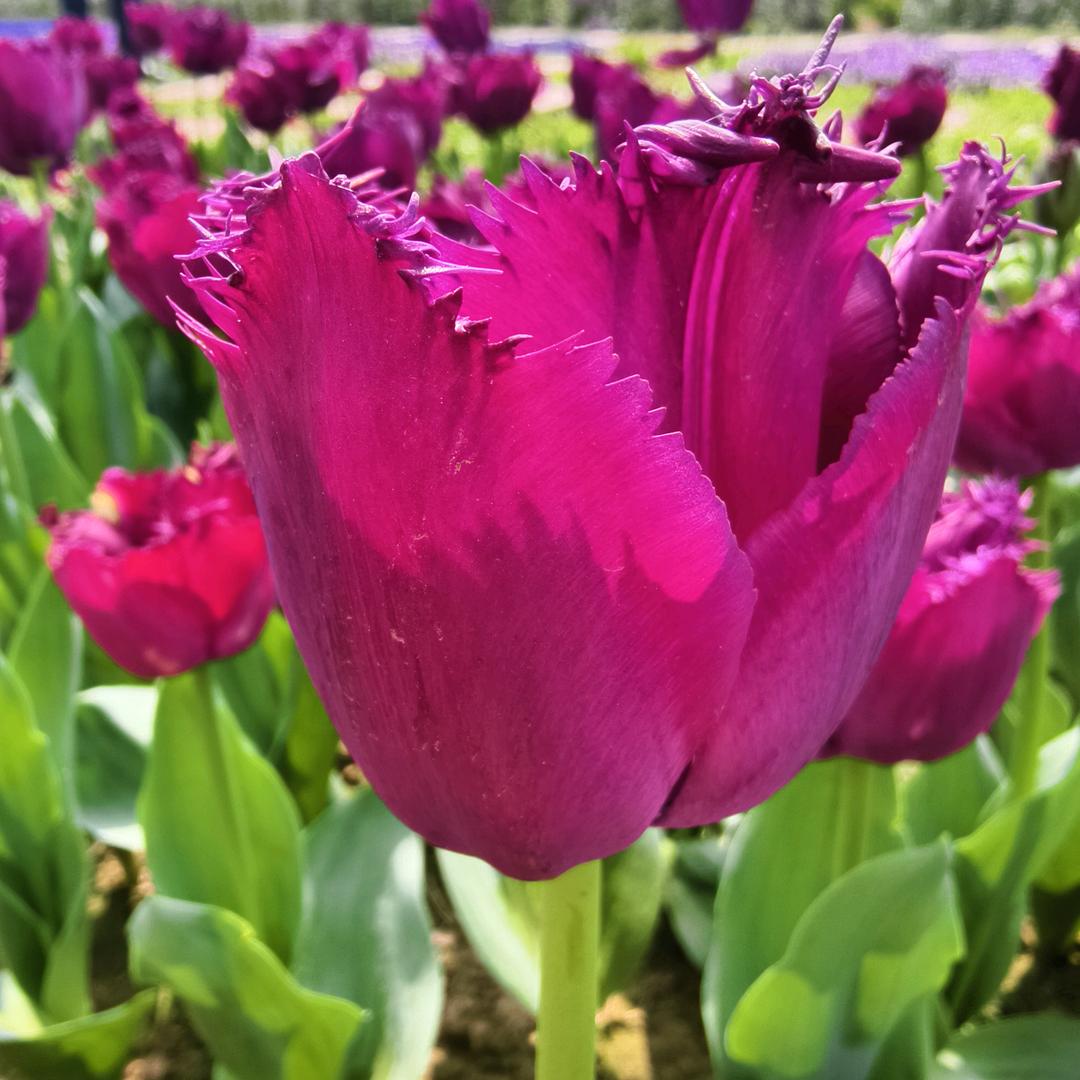 (❁´◡`❁)*✲ﾟ*糖🍬心❤️