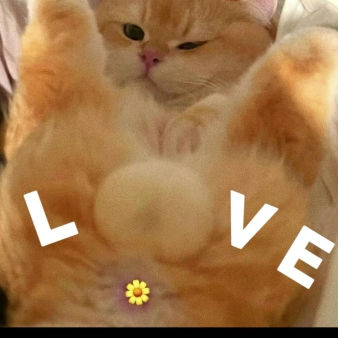 大毛爱吃鱼饺子