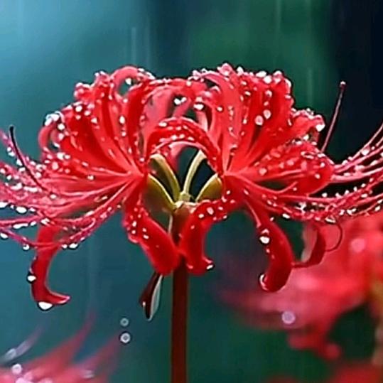 梦醒时分