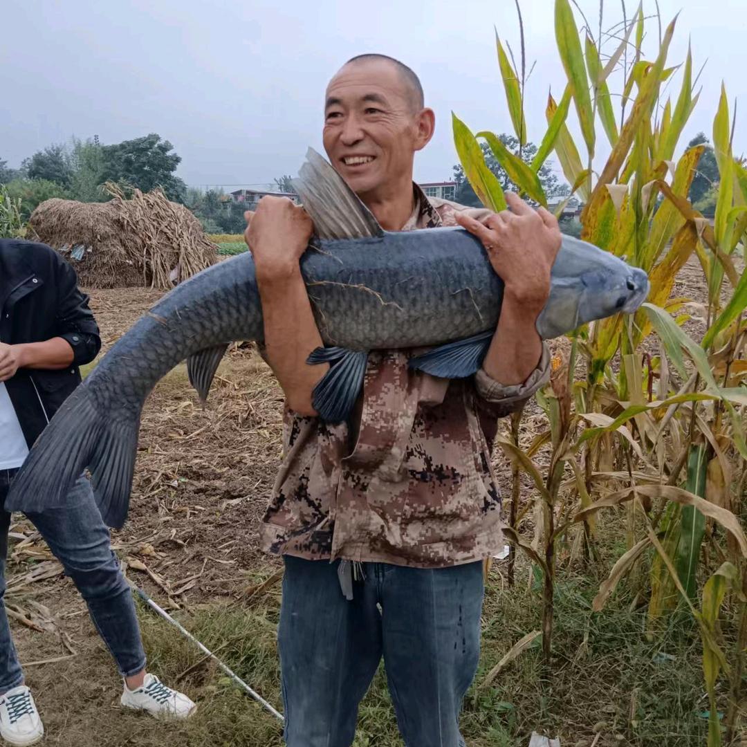 张俊锋