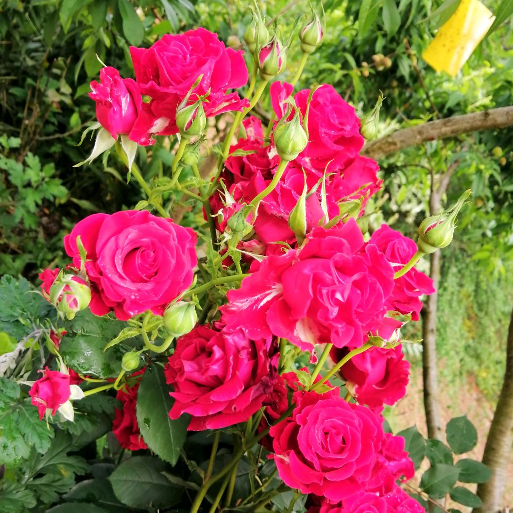 🌹🌹💕二姐💕🍎🍎