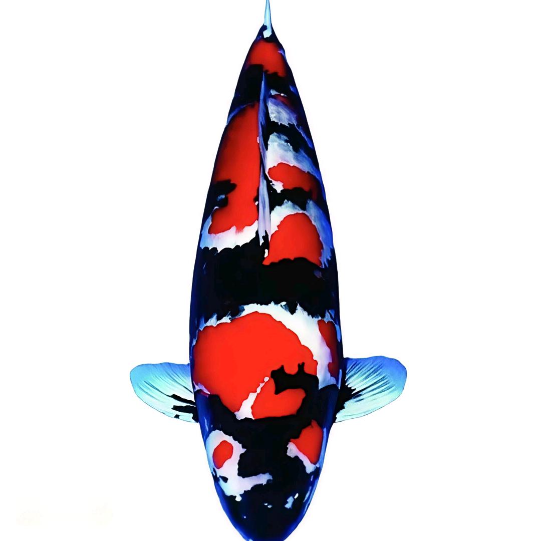 正优锦鲤观赏鱼