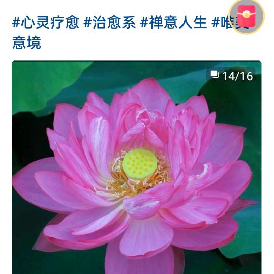 宁静致远花开
