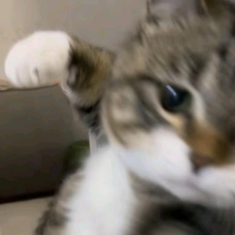 喵喵叫的华生OvO