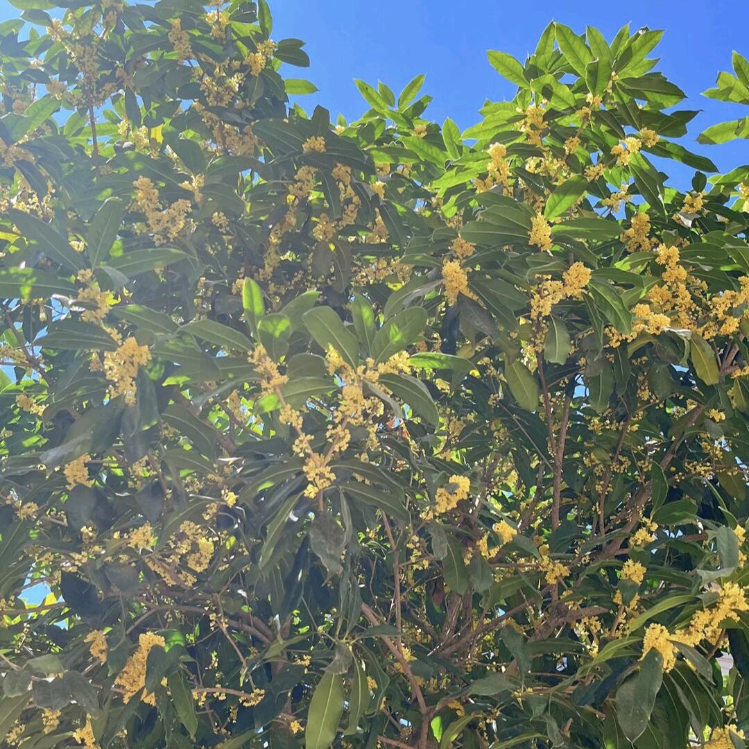 远锦花卉