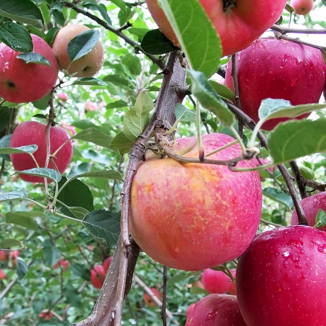 南方小农的丑苹果