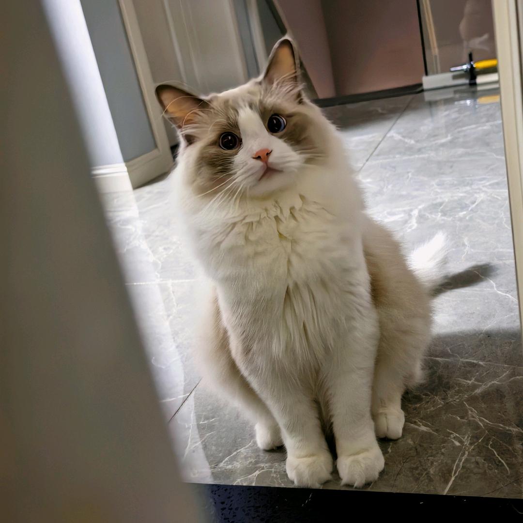 ✨从月亮走向月亮