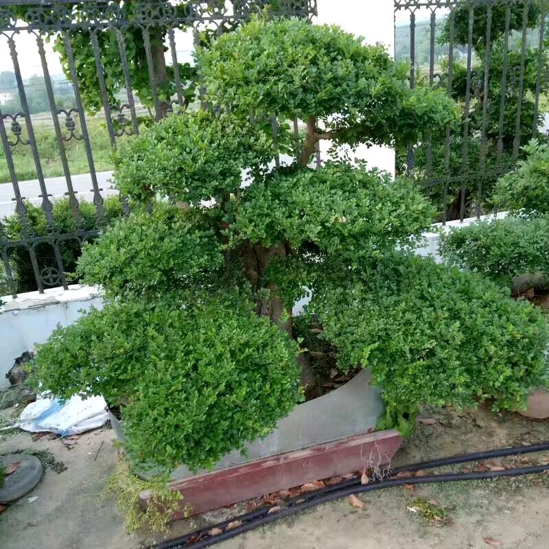 大山园林