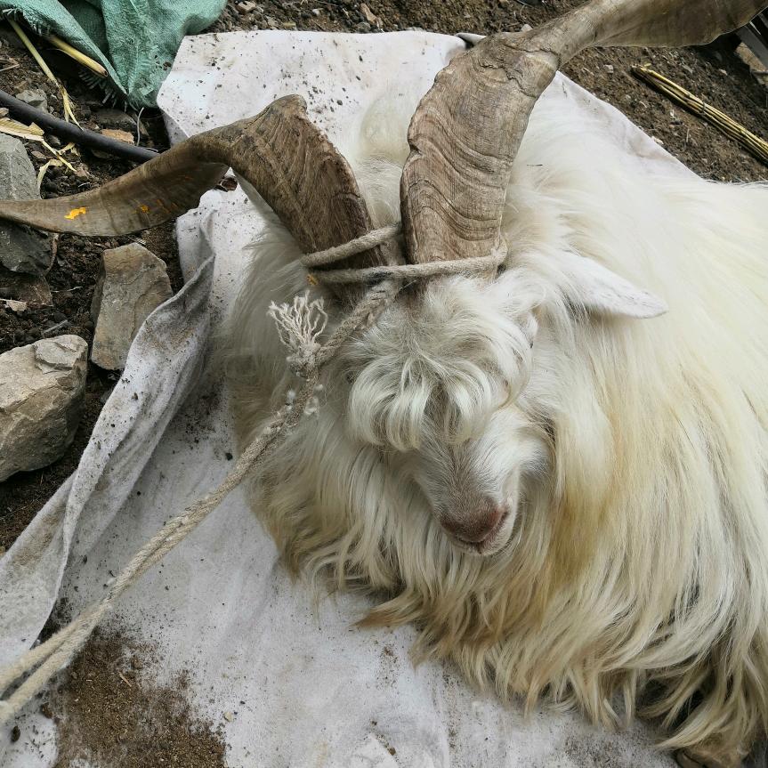 【专业梳羊绒】¥提前联系电话？