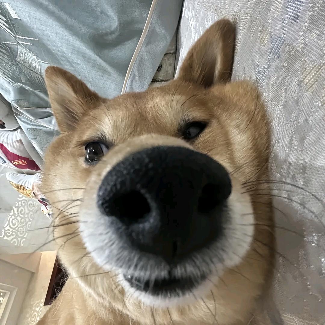 强的可怕