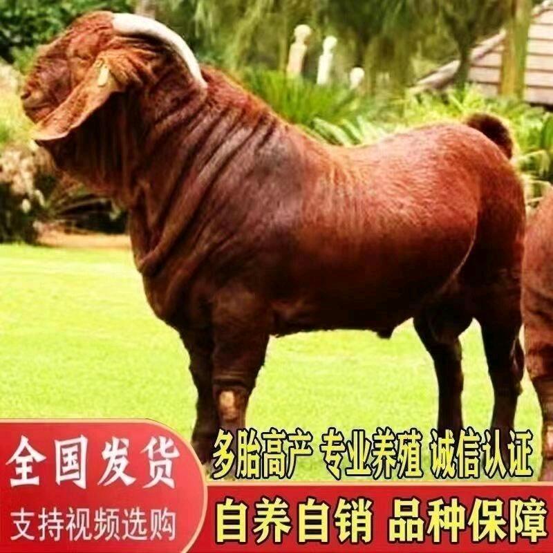 黄金羊诚信合作