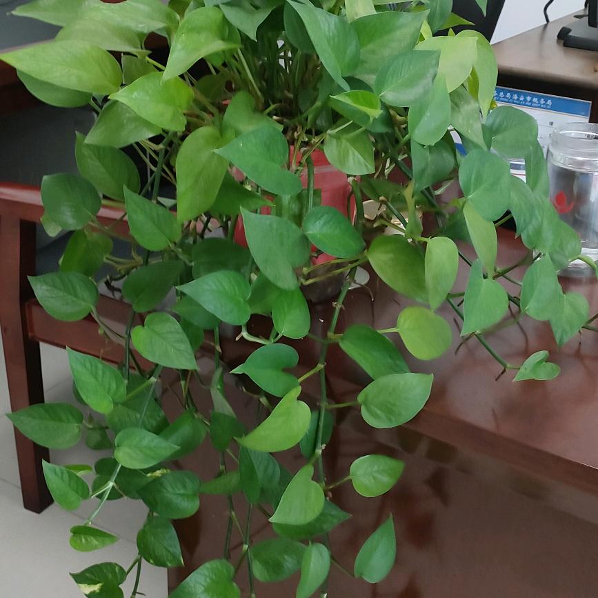 珍小